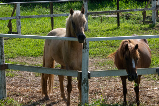 アマミキヨの道をたずねる講座を企画しました